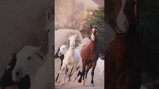 Very pretty Horses 💖💖💖 shortvideo horseloverforever viralvideo [upl. by Ciapas]