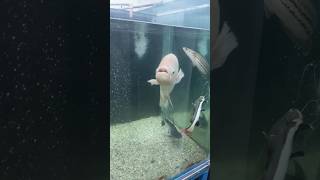 River monster joint gurami fish Redtail Catfish channna fish Alligatorgar shortvideo shorts fish [upl. by Ahtabbat]