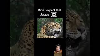 Big Cat Roar Part 1 tiger animals lion trending viralshort youtubeshorts [upl. by Perice]