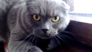 angry cat British Shorthair [upl. by Llesirg375]