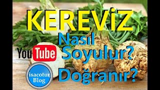 🌿Kereviz Nasıl Soyulur 🌱Kereviz Nasıl Doğranır ⭐️En Pratik Kereviz Soyma Yöntemi [upl. by Ellehcrad]