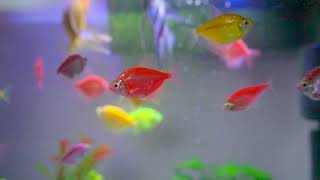 Glofish Tetra Aquarium Look Beautiful [upl. by Akemak]