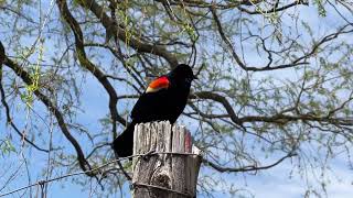 Red Wing Blackbird singing in High Park Toronto [upl. by Dnamron753]