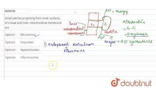 Small paticles projecting from inner surfaces of cristae and inner mitochondrial membrane are [upl. by Lehcear]