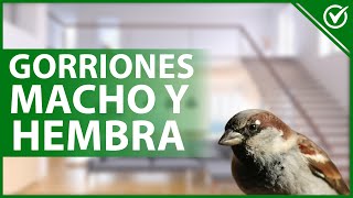 🐦 ¿Qué diferencias hay entre un GORRIÓN MACHO y HEMBRA Cómo reconocerlos 🐦 [upl. by Scottie]