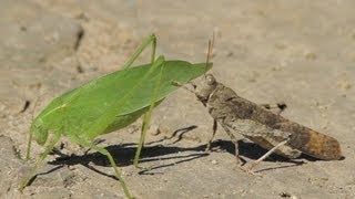 La sauterelle et le criquet  The Katydid and the Grasshopper [upl. by Aihseuqram47]