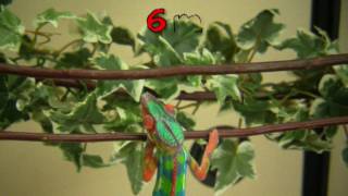 Chameleons for sale  How a panther chameleon develops its first colors [upl. by Miof Mela717]