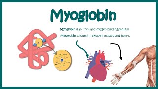 Myoglobin  Structure and function  oxygen binding kinetics [upl. by Eletnahs]