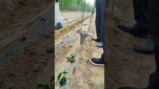 Seedling planting tweezers welding process Good tools and machinery make work easy [upl. by Nosraep]