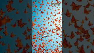 The Fascinating World of Monarch Butterflies Migration and Metamorphosisquot short AnimalHT2721 [upl. by Ayote]