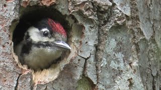 Vogel des Jahres 2016 Buntspecht [upl. by Bernelle]