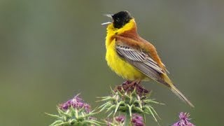 Овсянка черноголовая Emberiza melanocephala  Film Studio Aves [upl. by Lashondra]