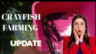 CRAYFISH FARMING UPDATE [upl. by Sirromad]