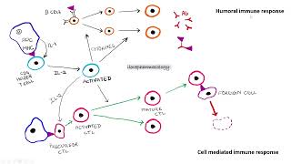 Immunosuppressants PART  1 HUMORAL IMMUNE RESPONSE  CELL MEDIATED IMMUNE RESPONSE [upl. by Statis]