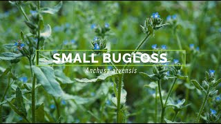 Small Bugloss [upl. by Elianora]