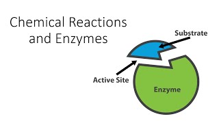 Chemical Reactions and Enzymes [upl. by Htelimay267]