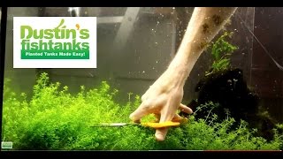 How to Trim Aquarium Plants Trimming Baby Tears [upl. by Seraphim631]