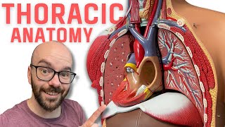 Thoracic Region Anatomy  Every Chest Cavity Structure Labeled [upl. by Raval942]