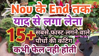 Nov केआखिर तक जरूर लगाना 15 सबसे फास्ट लगने वाले पौधों की कटिंग  plants grow by cutting very fast [upl. by Masterson]