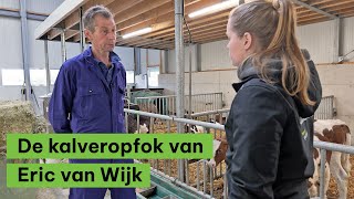 De kalveropfok van Eric van Wijk  BoerENverstand [upl. by Kwapong]