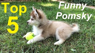 5 funny things Pomskies do five things to expect when you get a Pomsky puppy [upl. by Ehtnax313]