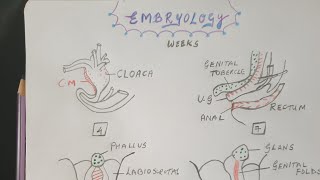 Hypospadias  Embryology [upl. by Cerys]