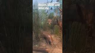 Desert water and wild life in Pakistan desert waterlife wildlife wildanimals [upl. by Anawat]