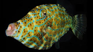 Facts The Filefish [upl. by Fulbert]