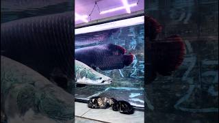 Arapaima 🤯❤️ aquarium [upl. by Adnoval]