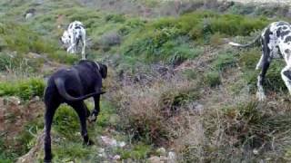 Obediencia y entrenamiento del dogo alemán o gran danés [upl. by Esorbma]