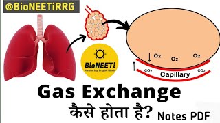 Gas Exchange External amp Internal Respiration Biology NCERT NEET L6 [upl. by Lind]