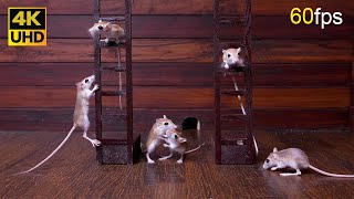 Cat TV Energetic Mice Climbing Playing and Chasing Fun for Cats to Watch in 4K UHD [upl. by Ahsemrac334]