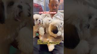 Shihtzu Dog puppy available for sale at Global pet shop Azamgarh call 70079500248922002151 [upl. by Ayotas]