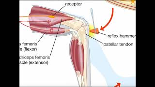 The Muscle Spindle Reflex Arc Stretch or Patellar Reflex [upl. by Reifnnej201]