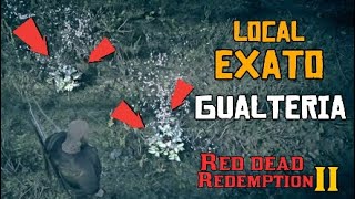 GUALTERIA LOCAL EXATO RDR2  Wintergreen Berry Location RDR2 [upl. by Ahgiela562]