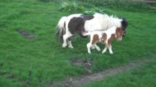 New Born Miniature Foals Playing 09 [upl. by Haras]