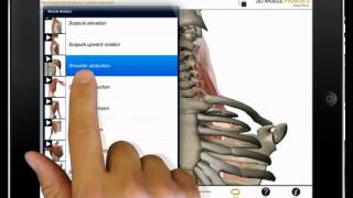 Watch neck flexion shoulder abduction and knee flexion in Muscle Premium [upl. by Tem]