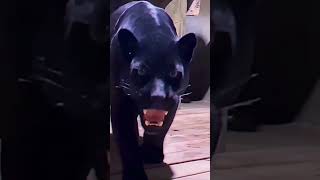 Black Panther Roaring  Watch Till the End for a Powerful Moment shorts [upl. by Adama]