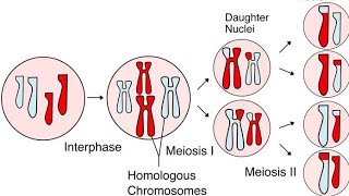 Meiosis [upl. by Tnayrb]