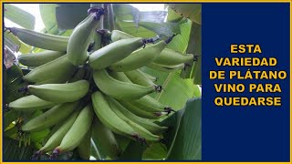 Plátano Curaré Enano Una Variedad Única y Fascinante [upl. by Premer]