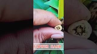 Sapodilla  Chiku  flower Hand pollination shortfeed greennature trendingshorts youtube [upl. by Wesley253]