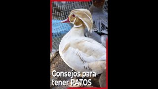 ¿Qué debes saber antes de tener un pato 🦆 [upl. by Idarb444]