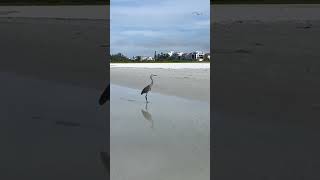 Siesta Key Beach [upl. by Bowles595]