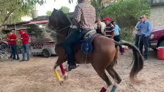 EXHIBICIÓN DE CABALLOS BAILADORES CON BANDA SINALOENSE [upl. by Shifra]