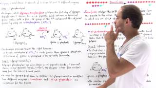 Glycogen Breakdown [upl. by Yellek]