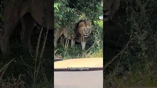 🇰🇪 Maasai Mara National Reserve part 2  Kenya 🇰🇪 [upl. by Pero]