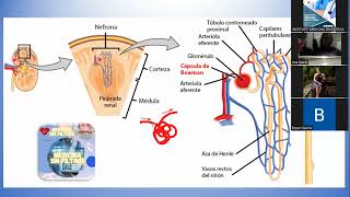 HISTOLOGÍA  SISTEMA URINARIO PARTE II [upl. by Corabel]