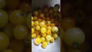 sweet gold tomatoes ecolgyyummy [upl. by Araeic]