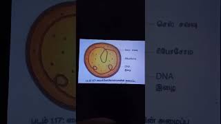 Mycoplasma Tamil [upl. by Nyloj]