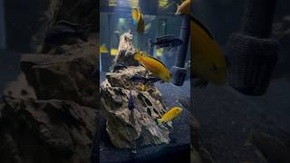 The African Cichlid Tank in My Classroom Fish Room [upl. by Folger]